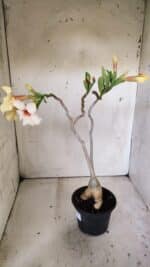 Planta Simples 2808 – 35cm – 03 anos - Imagem 10