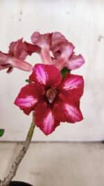 Planta Simples 2809 – 30cm – 02 anos