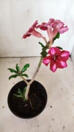 Planta Simples 2809 – 30cm – 02 anos - Imagem 4