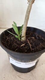 Planta Simples 2809 – 30cm – 02 anos - Imagem 6