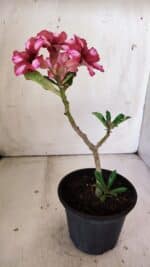 Planta Simples 2809 – 30cm – 02 anos - Imagem 5