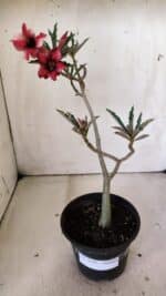 Planta Simples 2810 – 30cm – 02 anos - Imagem 2