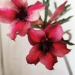 Planta Simples 2810 – 30cm – 02 anos