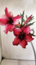 Planta Simples 2810 – 30cm – 02 anos