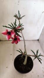 Planta Simples 2810 – 30cm – 02 anos - Imagem 4