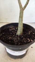 Planta Simples 2810 – 30cm – 02 anos - Imagem 6