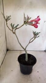 Planta Simples 2810 – 30cm – 02 anos - Imagem 5