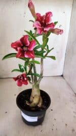 Planta Simples 2811 – 35cm – 03 anos - Imagem 2