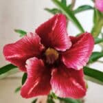 Planta Simples 2811 – 35cm – 03 anos