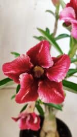 Planta Simples 2811 – 35cm – 03 anos