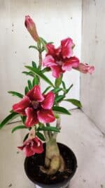 Planta Simples 2811 – 35cm – 03 anos - Imagem 4