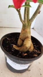 Planta Simples 2811 – 35cm – 03 anos - Imagem 7