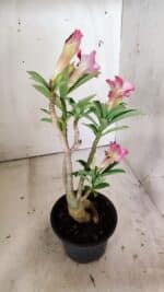 Planta Simples 2811 – 35cm – 03 anos - Imagem 6