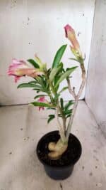 Planta Simples 2811 – 35cm – 03 anos - Imagem 5