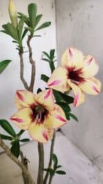 Planta Simples 2812 – 35cm – 03 anos - Imagem 4