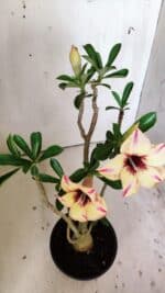 Planta Simples 2812 – 35cm – 03 anos - Imagem 6