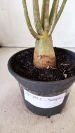 Planta Simples 2812 – 35cm – 03 anos - Imagem 9