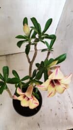 Planta Simples 2812 – 35cm – 03 anos - Imagem 8