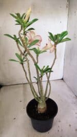 Planta Simples 2812 – 35cm – 03 anos - Imagem 7