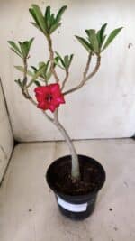 Planta Simples 2813 – 30cm – 02 anos - Imagem 2