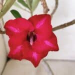 Planta Simples 2813 – 30cm – 02 anos