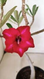 Planta Simples 2813 – 30cm – 02 anos