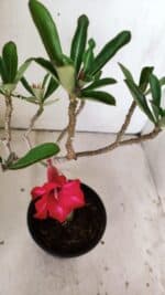 Planta Simples 2813 – 30cm – 02 anos - Imagem 4