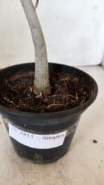 Planta Simples 2813 – 30cm – 02 anos - Imagem 6