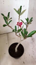 Planta Simples 2813 – 30cm – 02 anos - Imagem 5