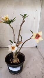 Planta Simples 2814 – 30cm – 03 anos - Imagem 2