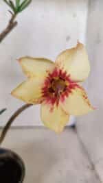 Planta Simples 2814 – 30cm – 03 anos - Imagem 3