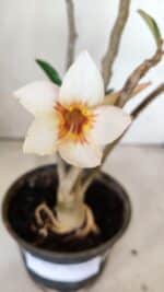 Planta Simples 2814 – 30cm – 03 anos - Imagem 5