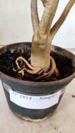 Planta Simples 2814 – 30cm – 03 anos - Imagem 6