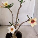 Planta Simples 2814 – 30cm – 03 anos