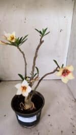 Planta Simples 2814 – 30cm – 03 anos