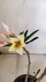 Planta Simples 2814 – 30cm – 03 anos - Imagem 4