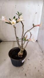 Planta Simples 2814 – 30cm – 03 anos - Imagem 8