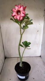 Planta Simples 2815 – 30cm – 02 anos - Imagem 2