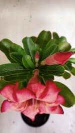 Planta Simples 2815 – 30cm – 02 anos - Imagem 4