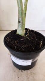 Planta Simples 2815 – 30cm – 02 anos - Imagem 7