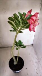 Planta Simples 2815 – 30cm – 02 anos - Imagem 6