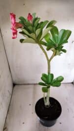 Planta Simples 2815 – 30cm – 02 anos - Imagem 5