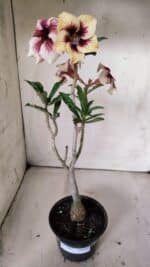 Planta Simples 2817 – 30cm – 02 anos - Imagem 2