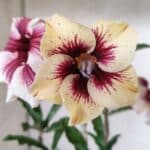 Planta Simples 2817 – 30cm – 02 anos