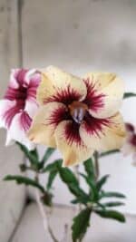 Planta Simples 2817 – 30cm – 02 anos