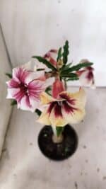 Planta Simples 2817 – 30cm – 02 anos - Imagem 4