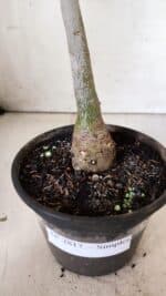 Planta Simples 2817 – 30cm – 02 anos - Imagem 7