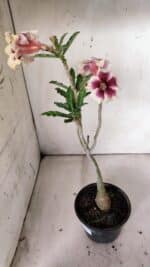 Planta Simples 2817 – 30cm – 02 anos - Imagem 6