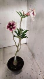 Planta Simples 2817 – 30cm – 02 anos - Imagem 5