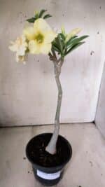 Planta Simples 2818 – 30cm – 02 anos - Imagem 2